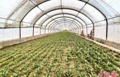 新疆宜居宜业和美乡村“美”在何方？