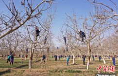 新疆墨玉农技人员对44万余亩核桃进行春季管护
