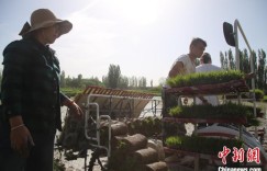 “稻花香里说丰年”何以成为新疆常有的画面？