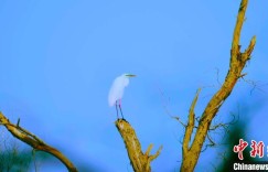 塔里木河流域候鸟蹁跹 展现盎然春意