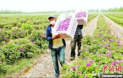 新疆与沙漠“掰手腕” 多元沙漠产业变身 “摇钱树”