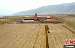 新疆巴州戈壁滩上开墩忙 逾11万亩葡萄脱去“冬衣”沐春光