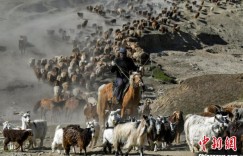 数字化如何助力新疆畜牧业解决融资难题？