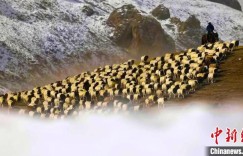 “传统+机械化”新疆牧民迎来转场季