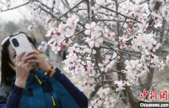 新疆英吉沙县17万亩杏花绽放 开启春季赏花游园季