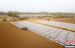 新疆库车市181万亩棉花全面开播