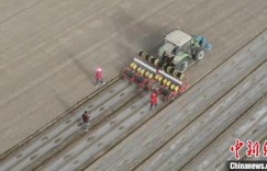 新疆沙雅县160万亩棉花开播 现代农机“唱主角”