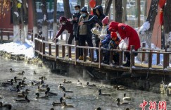候鸟迁徙看新疆：“迁徙驿站” 实至名归