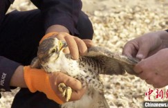 高原猛禽猎隼受伤恰巧跌落羊圈 新疆警民联手及时救助