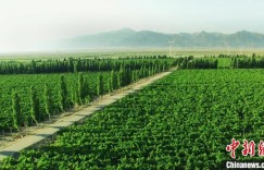 16年成行业翘楚！新疆“85后”酿酒师何以迷恋酿造葡萄酒