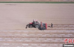 新疆喀什550万亩棉花开播 机械化播种率达100%