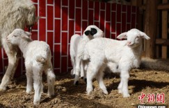 新疆：科学养殖助力乡村“羊师傅”打造“致富经”