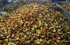 新疆图木舒克冬枣获金奖的启示