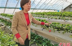 新疆兵团：科技赋能农业发展 特色产业“遍地开花”