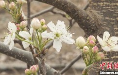 新疆兵团第三师图木舒克市6万余亩梨花绽放