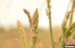 新疆麦盖提“沙漠芦笋”首年丰产 特色种植为乡村振兴助力