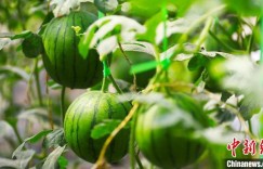 新疆：特色产业种出好“钱”景