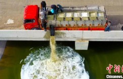 新疆若羌8万尾鱼苗放流台特玛湖