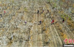 新疆库尔勒41万亩梨花盛开 果农授粉“绘”春天