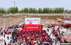 新疆轮台县梨花次第开 香飘万里引客来