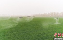 新疆兵团：植保无人机助力小麦病虫害防治