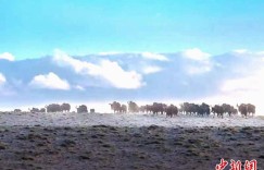 海拔3800米！阿雅克库木湖为何被称为新疆最大咸水湖