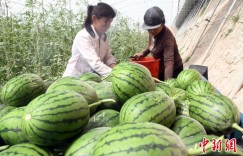 新疆疏勒县大棚西瓜喜获丰收 果蔬产业高质量发展助乡村振兴