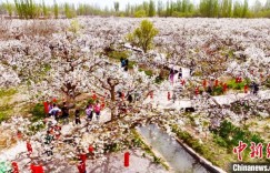 新疆迎来梨花盛宴 民众打出靓丽“钱”景“牌”