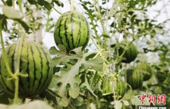 新疆大漠边缘长出精品西瓜