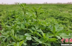 “牧草之王”新疆再生记