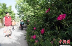 在“荒地”种玫瑰花的年轻人