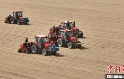 治沙又致富！新疆图木舒克油莎豆机械化播种接近尾声