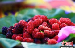 新疆托克逊县桑葚文化旅游节：满城烟火满城鲜