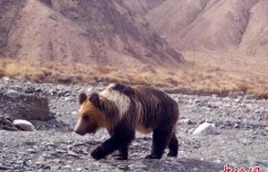 新疆罗布泊野骆驼国家级自然保护区首次拍摄到棕熊珍贵影像