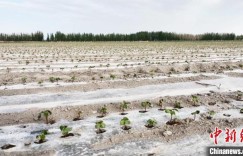 新疆阿拉尔：无人机助力棉花田间管理 节本增效种地更轻松