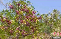 新疆且末750亩文冠花开 塔克拉玛干沙漠呈现别样风情