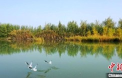新疆阿克苏国家湿地公园草木萌生 水鸟嬉戏