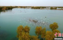 新疆罗布淖尔国家湿地公园首次出现大批白鹭筑巢繁衍