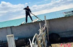 新疆牧民家中上演现实版“熊出没” 民警紧急救援“请”它回山