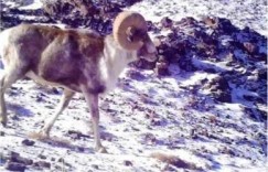 新疆阿尔金山兽道“交通”忙 珍稀野生动物频繁“亮相”（图）