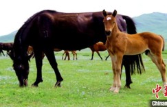 第七批中国重要农业文化遗产名单公示 新疆入选两项