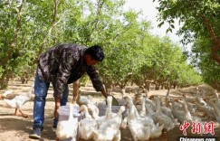新疆昆玉：林下生态养白鹅 奏响增收“向天歌”
