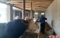 新疆“访惠聚”工作队：发展养殖产业推进乡村振兴