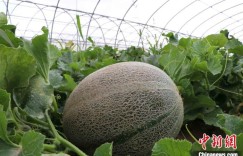 新疆伽师县：“甜蜜产业”采收季 农户喜迎好“丰”景