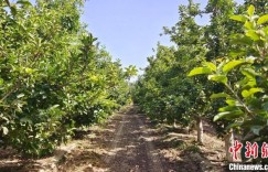 新疆兵团团场“万元果树”成民众致富“法宝”