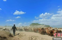 “牧民转场服务队”为新疆牧区转场保驾护航（图）