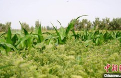 甜瓜茴香同“飘香” 拓展农业增效空间