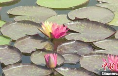 新疆博斯腾湖逾8万亩野生睡莲竞相绽放（图）