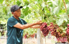 新疆吐鲁番葡萄抢“鲜”上市 酸甜爆汁可口诱人