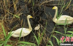新疆玛纳斯国家湿地公园首次发现野生大天鹅自然繁殖